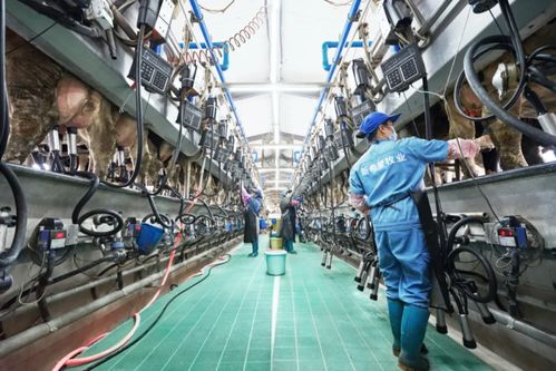 新乳業(yè)發(fā)布業(yè)績(jī)預(yù)告 上半年收入預(yù)計(jì)同比增長(zhǎng)超60%，數(shù)字技術(shù)服務(wù)驅(qū)動(dòng)強(qiáng)勁增長(zhǎng)